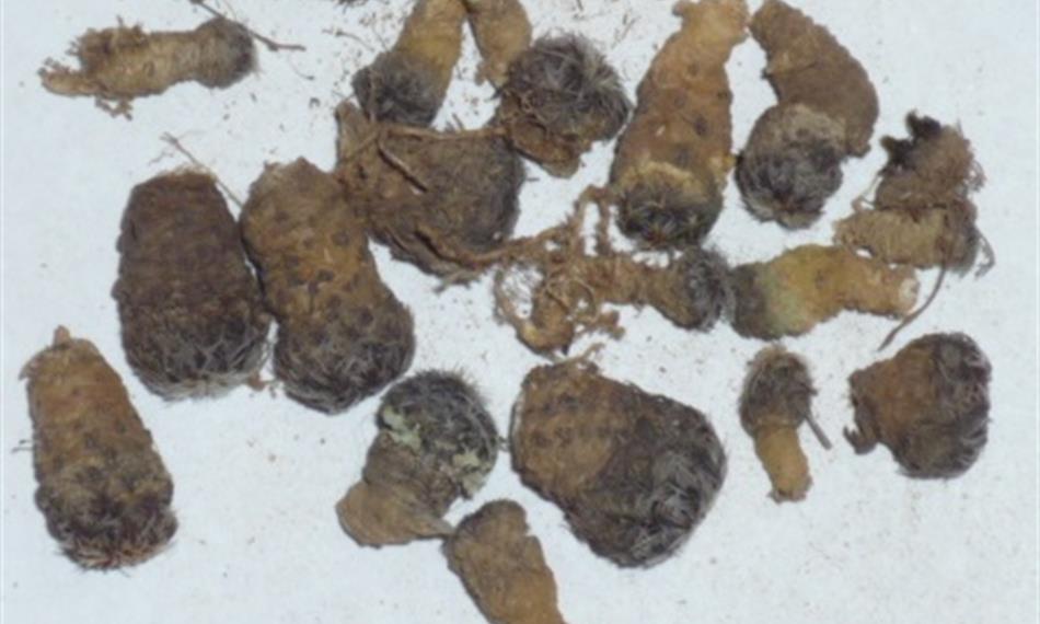 2015-1-26-1134kaktusy foto 5.jpg